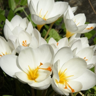 Crocus niveus